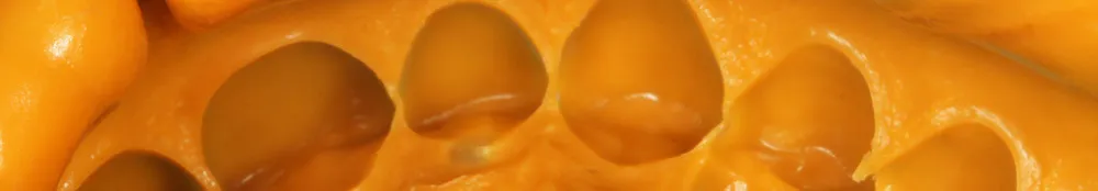 Zetaplus