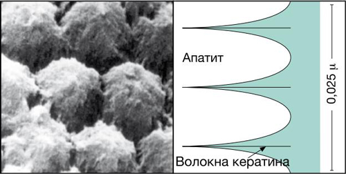 Ионы фтора и меди проникают глубоко в поры эмали зуба, открывшиеся после нанесения жидкости для первой обработки.